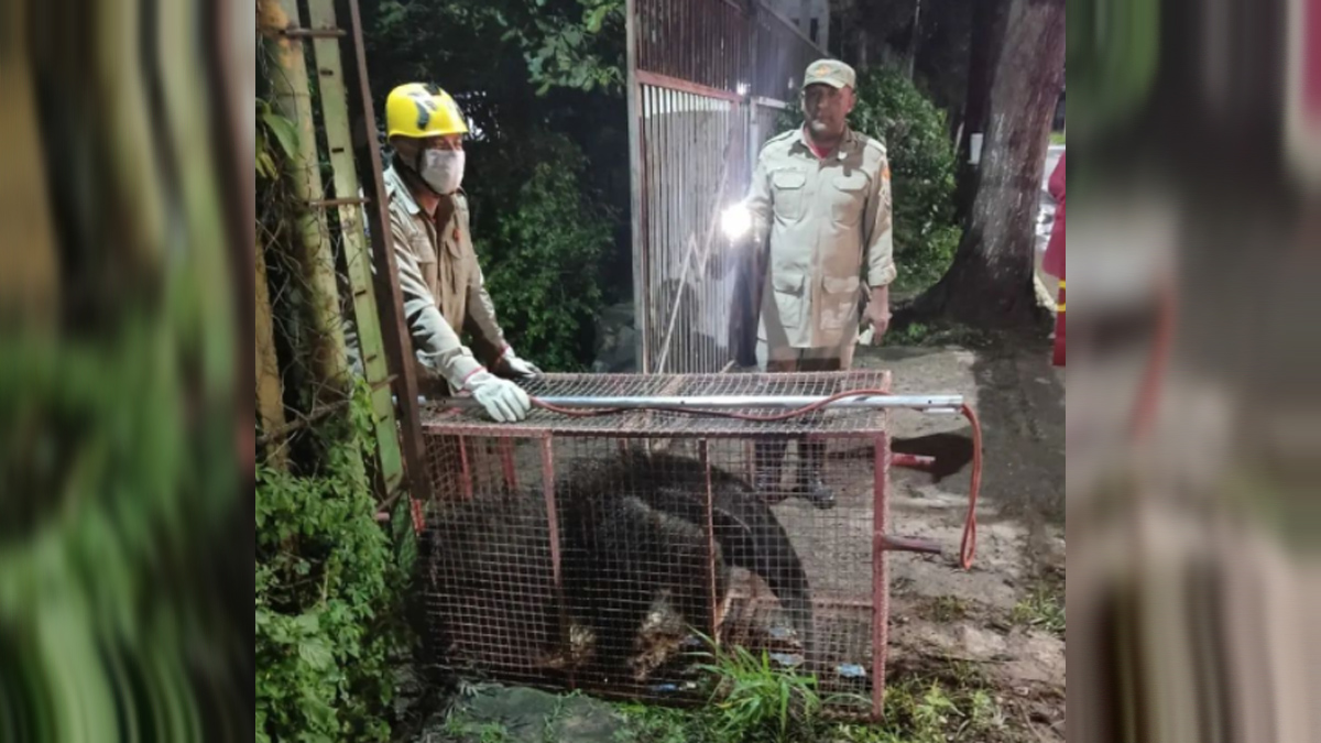 Bombeiros resgatam tamanduá em quintal de casa, em Morrinhos (GO)