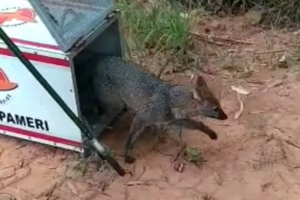 Raposa é resgatada dentro de casa em Ipameri (GO)
