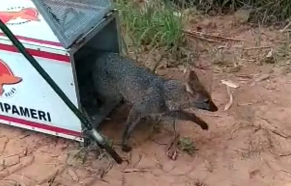 Raposa é resgatada dentro de casa em Ipameri (GO)