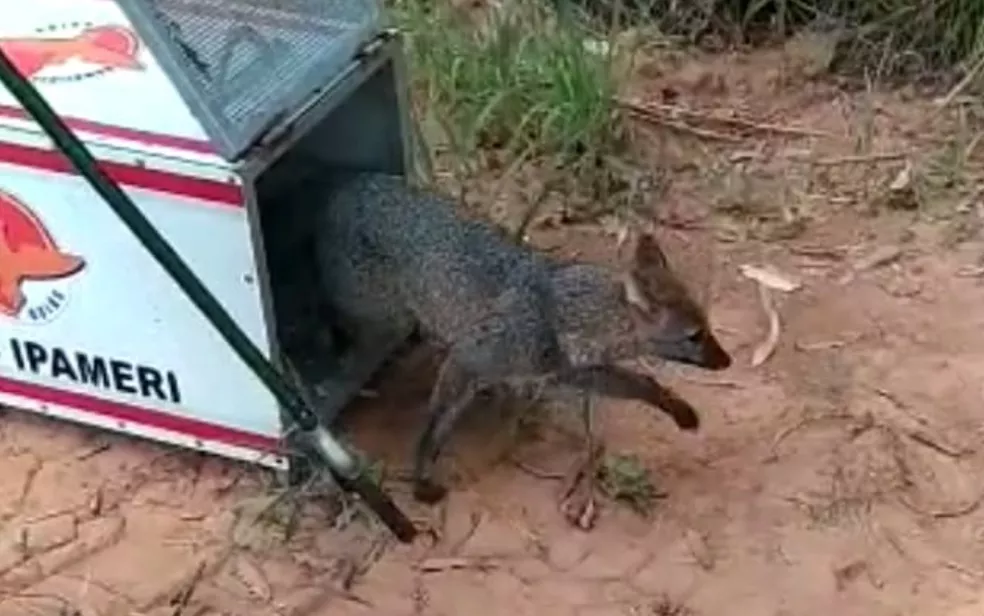Raposa é resgatada dentro de casa em Ipameri (GO)