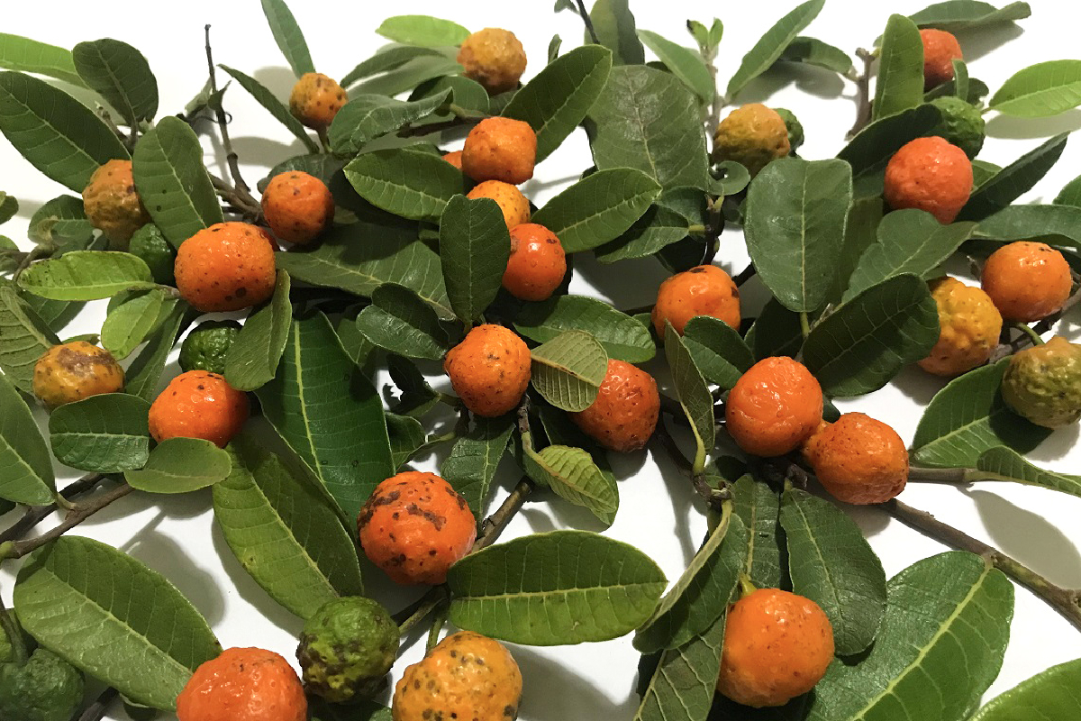 Pesquisadores da Universidade Federal de Goiás (UFG) têm utilizado a mama-cadela, uma planta típica do cerrado brasileiro, como base de estudo para o tratamento de vitiligo