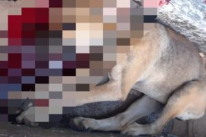 Homem mata cachorro a pauladas por ele morder um frango em seu quintal em Santa Cruz (GO)