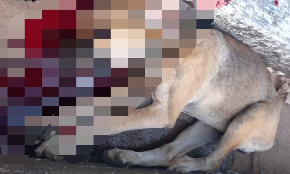 Homem mata cachorro a pauladas por ele morder um frango em seu quintal em Santa Cruz (GO)