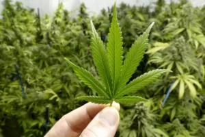 Plantação foi localizada no quintal da casa do jovem (Foto: Getty Images)