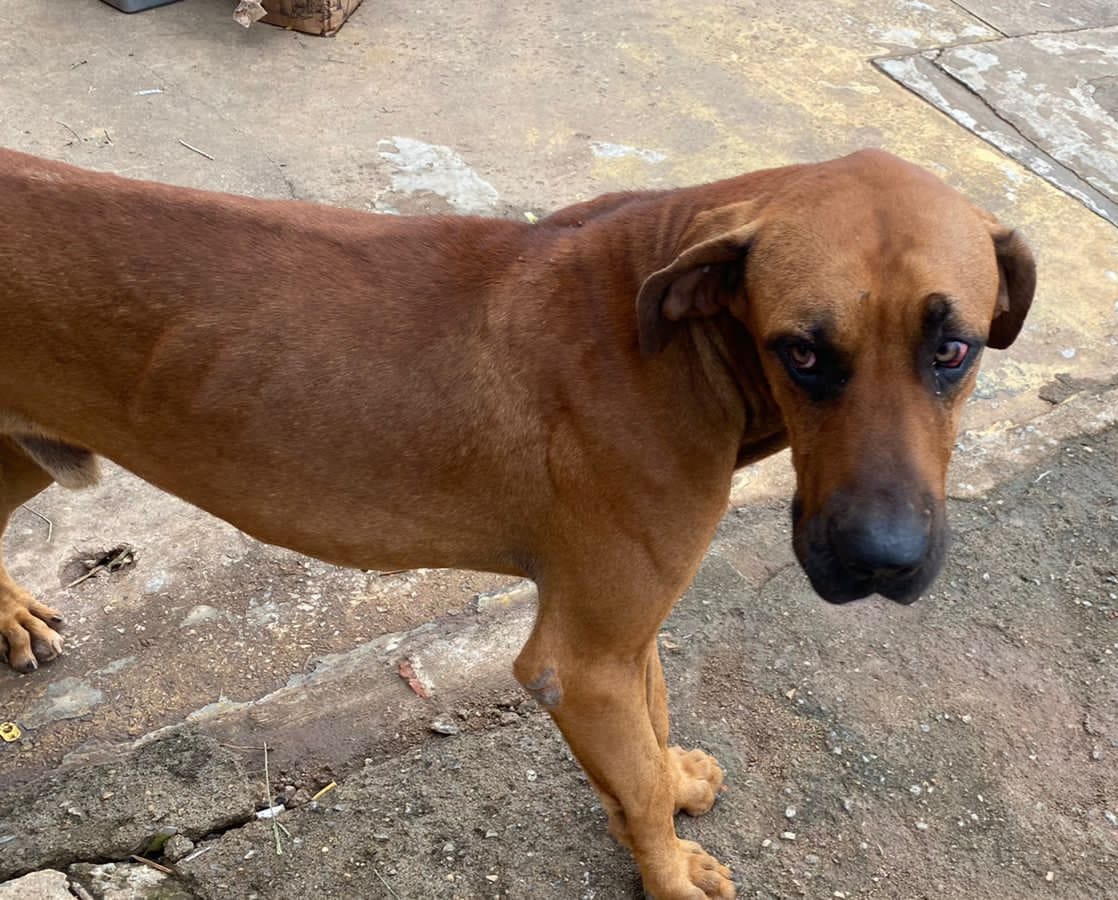 cachorro resgatado com sinais de desidratação e infestado de carrapatos 