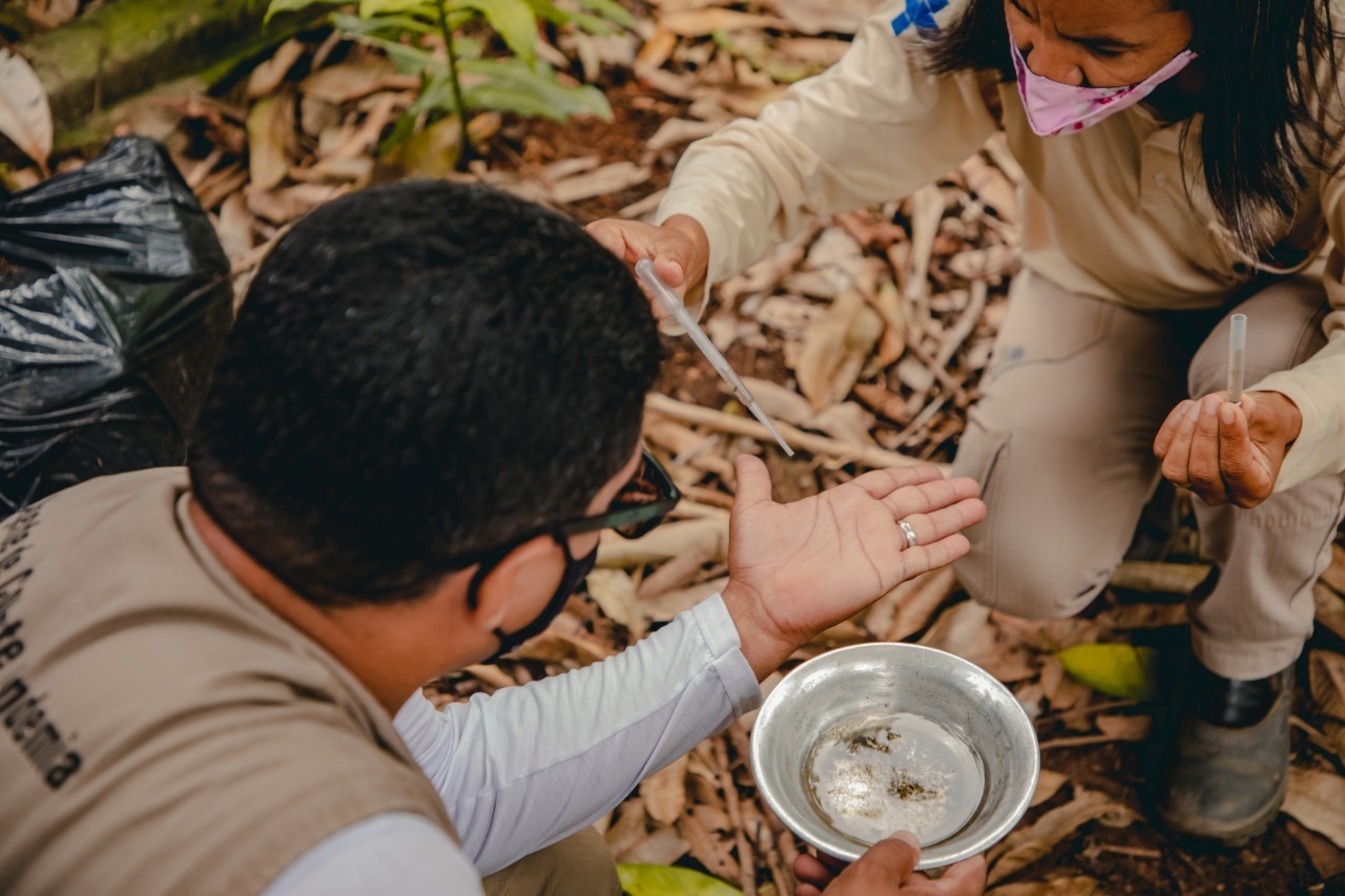 Agentes de endemias examinando foco do mosquito da Dengue