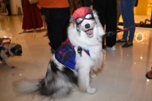 Evento aconteceu durante o Pet Day no Shopping Higienópolis. Cachorros participam de concurso de fantasias em São Paulo; veja fotos