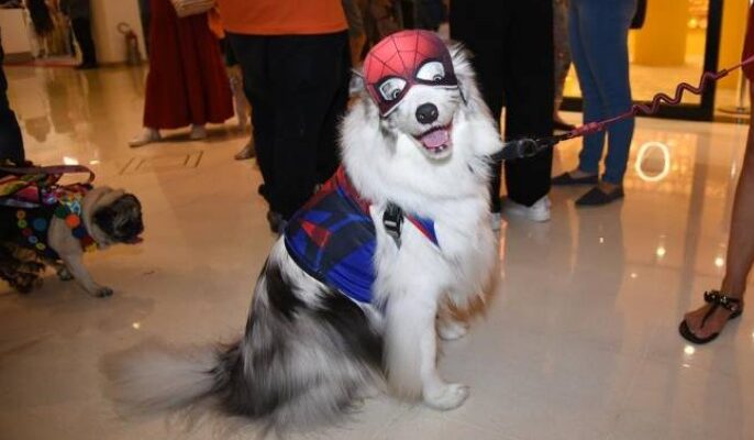 Evento aconteceu durante o Pet Day no Shopping Higienópolis. Cachorros participam de concurso de fantasias em São Paulo; veja fotos
