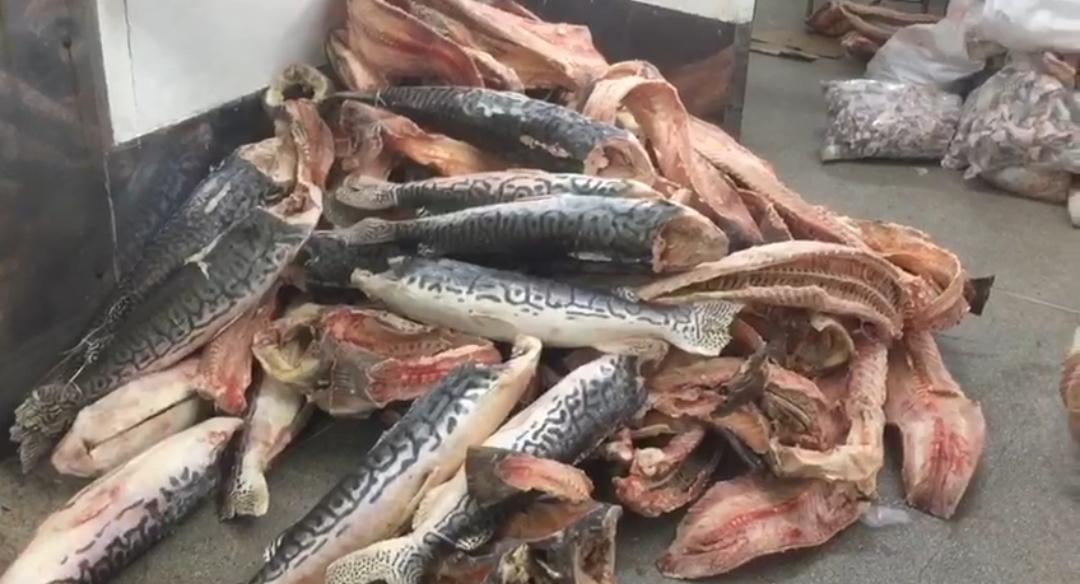 Procon apreende uma tonelada de peixes impróprios para consumo em peixaria de Goiânia