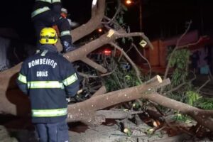 Bombeiros trabalhando na retirada da árvore caída na rua