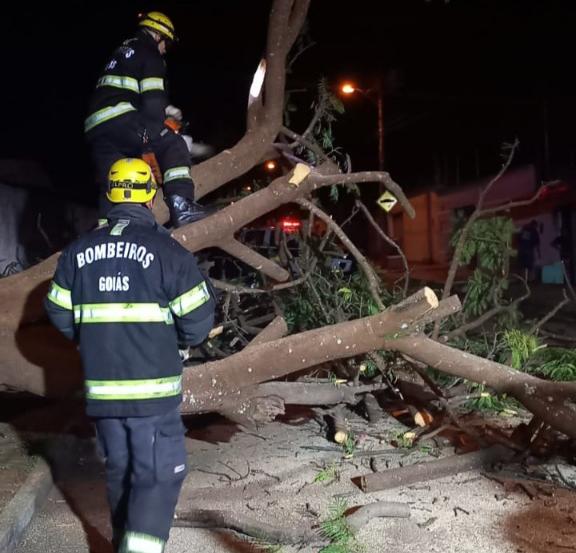 Bombeiros trabalhando na retirada da árvore caída na rua