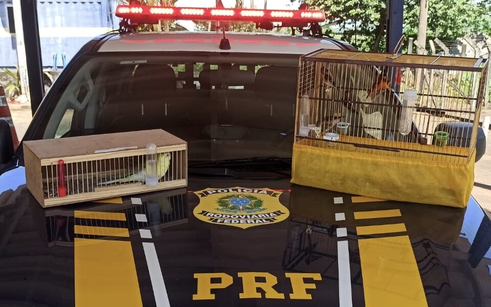 A Polícia Rodoviária Federal (PRF) apreendeu oito pássaros silvestres que estavam sendo transportados sem a devida documentação. Os animais estavam dentro de um carro ocupado por um casal, que trafegava pela BR-153, na cidade de Uruaçu, na manhã desta quarta-feira (9).