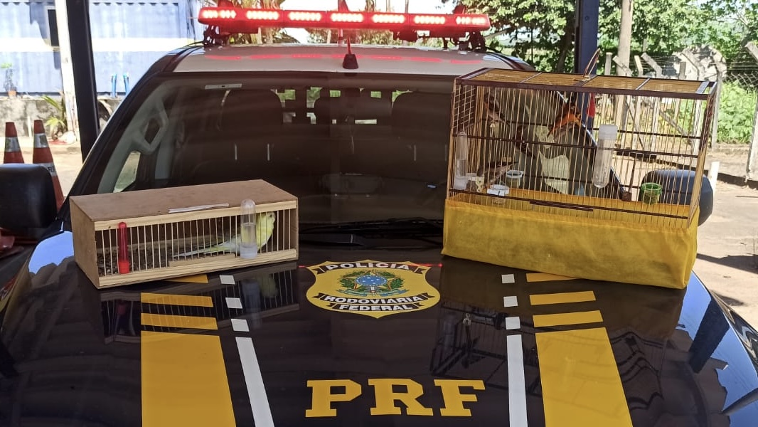 A Polícia Rodoviária Federal (PRF) apreendeu oito pássaros silvestres que estavam sendo transportados sem a devida documentação. Os animais estavam dentro de um carro ocupado por um casal, que trafegava pela BR-153, na cidade de Uruaçu, na manhã desta quarta-feira (9).