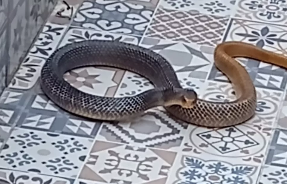 Mulher encontra cobra dentro de piscina vazia em Bom Jardim de Goiás