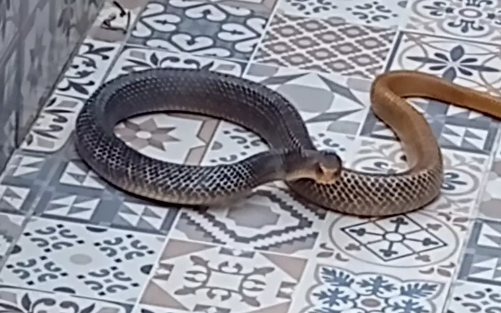 Mulher encontra cobra dentro de piscina vazia em Bom Jardim de Goiás