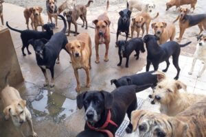 Mais de 600 cães vivem no abrigo da ASPAAN em Anápolis