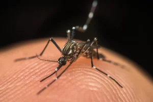 Mosquito da dengue