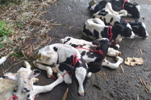 A Polícia Rodoviária Federal (PRF) resgatou 14 bezerros que estavam sendo transportados irregularmente no compartimento de bagagem de uma Van. O caso aconteceu na tarde desta quarta-feira (15), na BR-153, na cidade de Porangatu, região norte de Goiás.