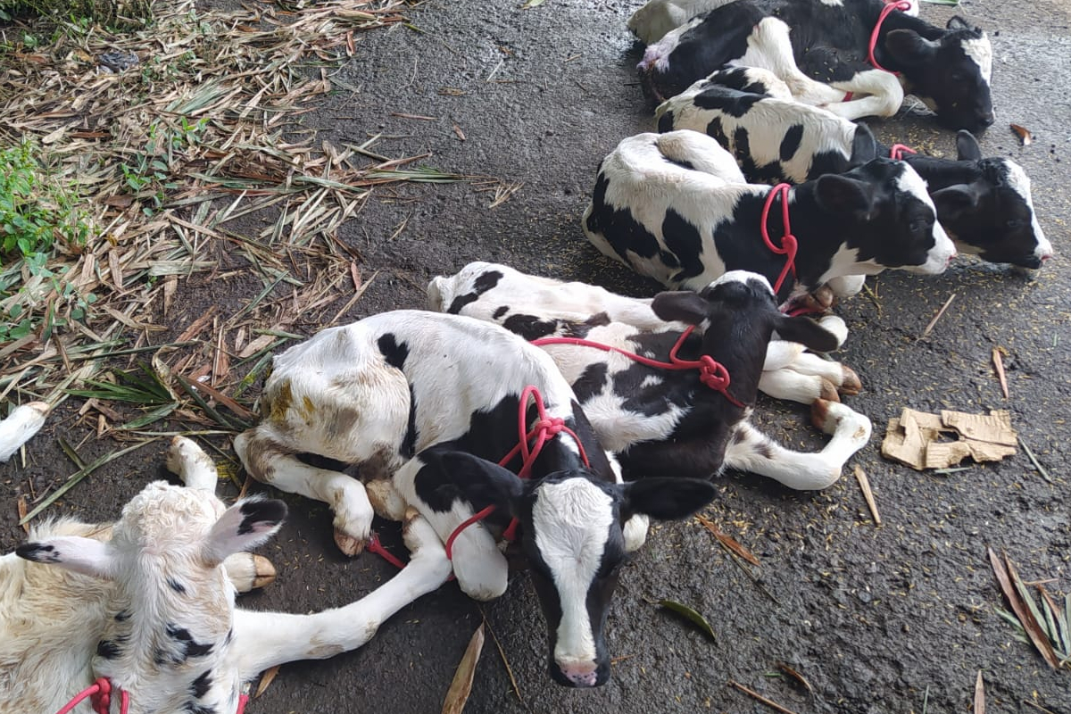 A Polícia Rodoviária Federal (PRF) resgatou 14 bezerros que estavam sendo transportados irregularmente no compartimento de bagagem de uma Van. O caso aconteceu na tarde desta quarta-feira (15), na BR-153, na cidade de Porangatu, região norte de Goiás.
