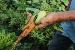 Brasil terá crédito de US$ 1,2 bi para projetos agrícolas