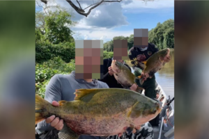 Secretário de Meio Ambiente de Nova Crixás (GO) incentiva matança de espécie de peixe no Rio Araguaia