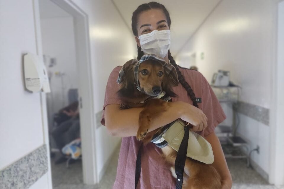 Cães ‘terapeutas’ alegram pacientes internados em hospital de Aparecida (GO) (Foto: HMAP/Divulgação)