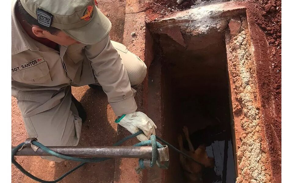 Bombeiros resgastam cachorros que caíram em bueiro em Goianésia