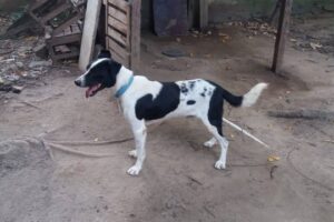 PC investiga se artefato foi jogado de propósito. Cachorro morre após morder bomba durante treinamento de policiais no Rio de Janeiro