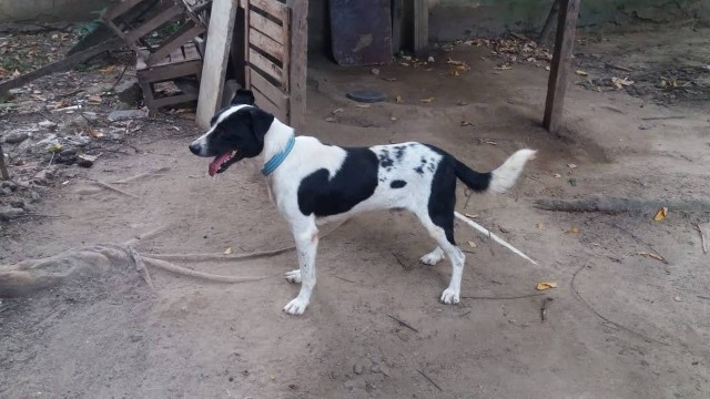 PC investiga se artefato foi jogado de propósito. Cachorro morre após morder bomba durante treinamento de policiais no Rio de Janeiro