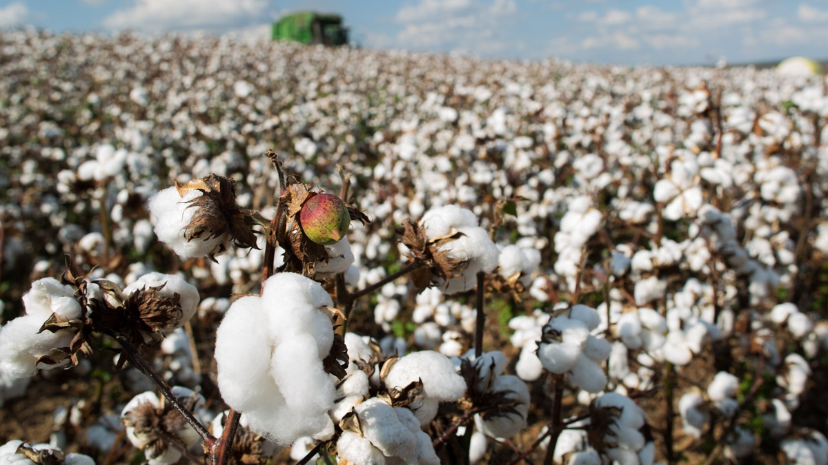 Boletim estima aumento de 16,5% na produção de algodão em Goiás nesta safra