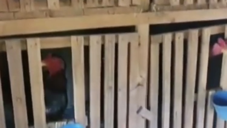 Todos os animais eram vítimas de maus-tratos por conta dos duelos aos quais eram submetidos