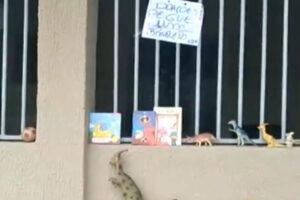 Menino realiza exposição de brinquedos na porta de casa para doar para outras crianças em Goiânia