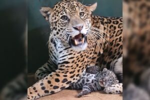 Filhote de onça que se tornou símbolo do pantanal após queimada é macho, descobre veterinário
