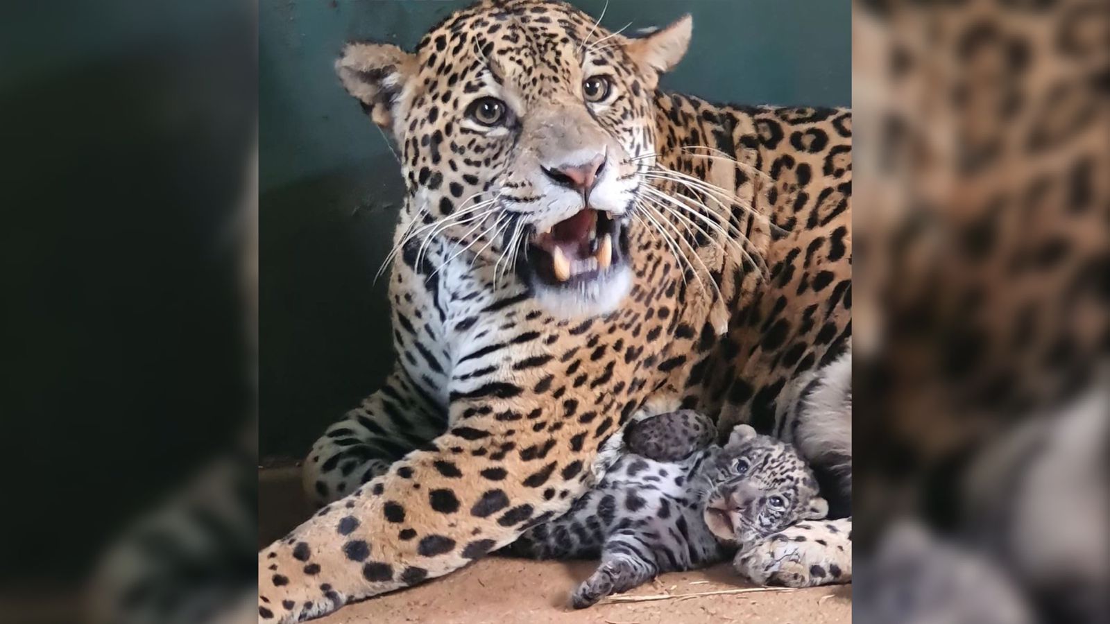 Filhote de onça que se tornou símbolo do pantanal após queimada é macho, descobre veterinário