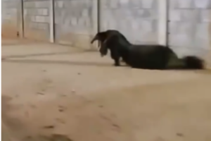 Tamanduá Bandeira passeando pelas ruas de Anápolis