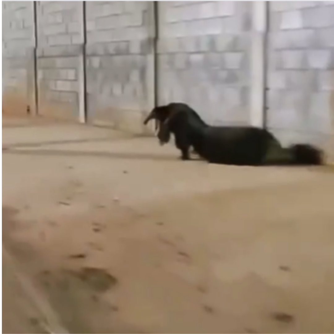 Tamanduá Bandeira passeando pelas ruas de Anápolis