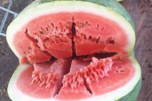 Um aluno foi suspenso após levar uma melancia para a escola e dividir com os amigos, em São Paulo. A situação viralizou nas redes sociais. (Foto: reprodução)