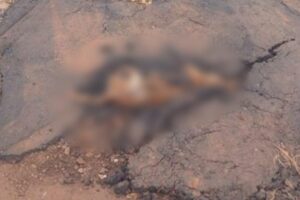 Prefeitura de Itumbiara (GO) tapou buraco em asfalto com cachorro dentro, denuncia morador