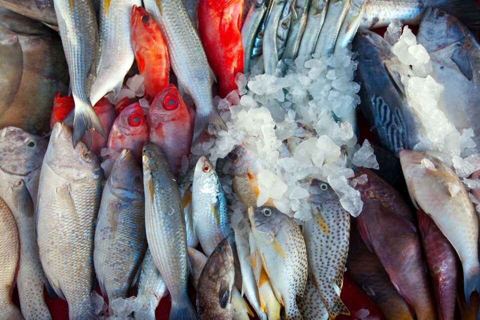 Pescado ilegal apreendido no Araguaia será doado para Vila São Cottolengo, em Trindade