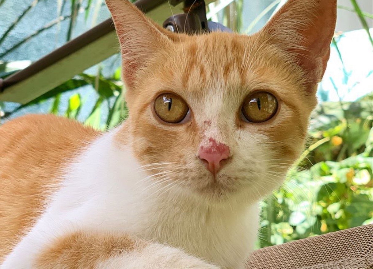 Feira de Adoção de cães e gatos no Shopping Cerrado