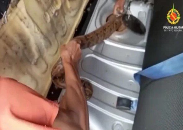 Jiboia é encontrada dentro de tanque de combustível em Planaltina (DF) (Foto: Reprodução)