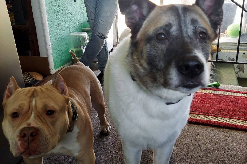 Odin e Lucy foram apreendidos por mais de um ano. Cães 'vencem' batalha judicial após serem acusados de matar gato, nos Estados Unidos
