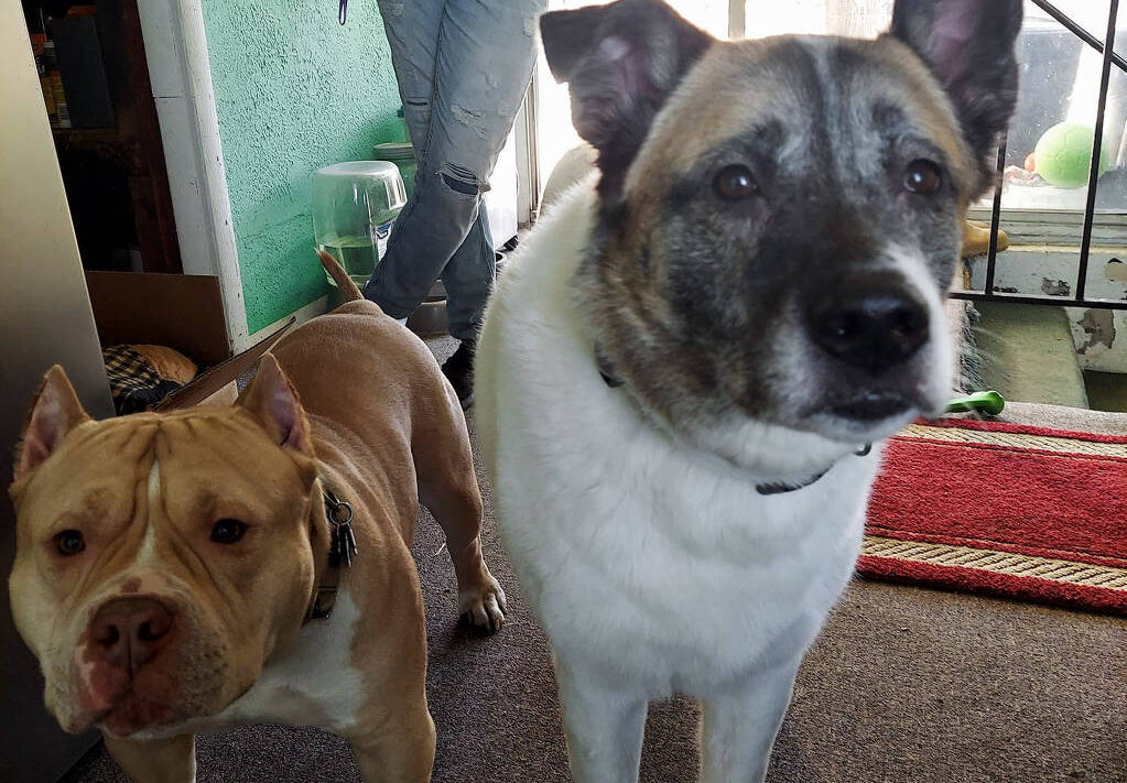 Odin e Lucy foram apreendidos por mais de um ano. Cães 'vencem' batalha judicial após serem acusados de matar gato, nos Estados Unidos