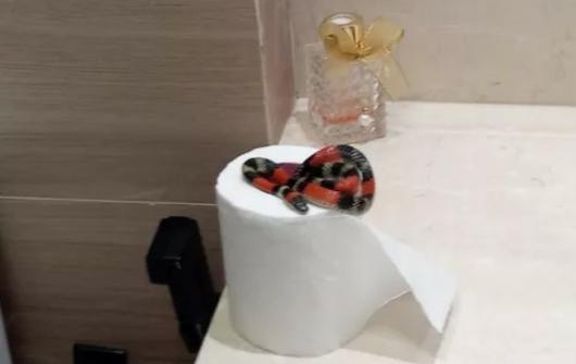 Morador encontra cobra coral dentro do banheiro em Goianésia (GO)