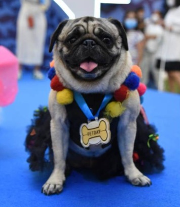 Evento aconteceu durante o Pet Day no Shopping Higienópolis. Cachorros participam de concurso de fantasias em São Paulo; veja fotos