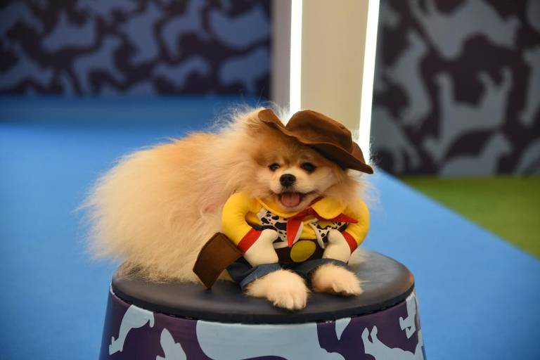 Evento aconteceu durante o Pet Day no Shopping Higienópolis. Cachorros participam de concurso de fantasias em São Paulo; veja fotos