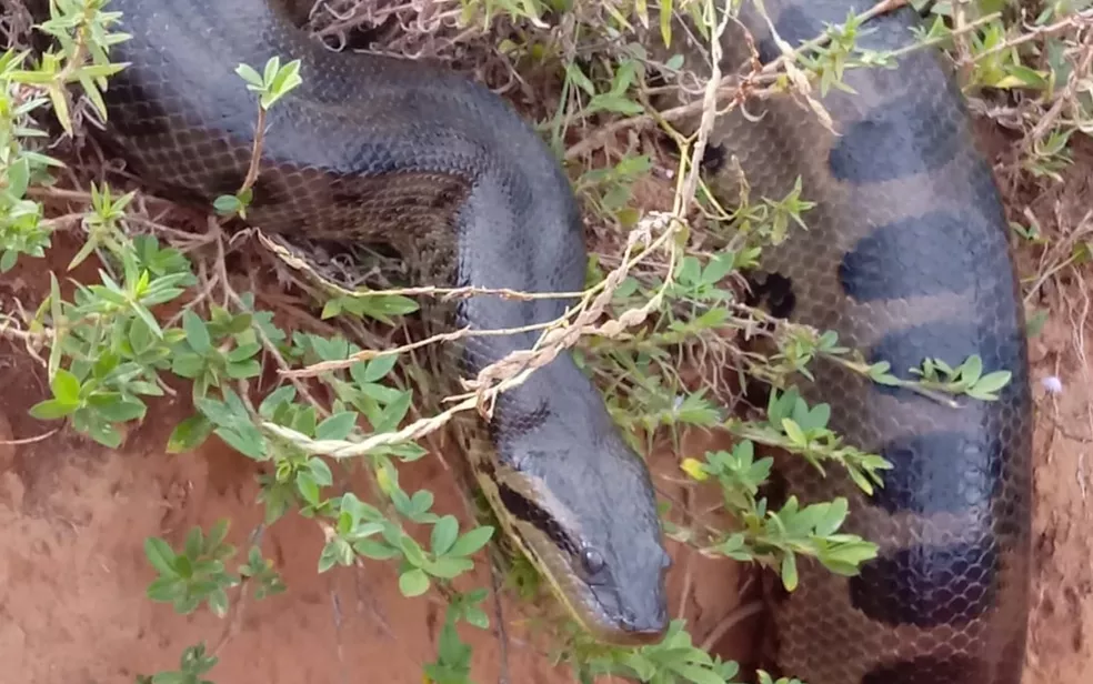 A moradora de Aragoiânia, Mirley Mendes, encontrou uma cobra do tipo sucuri, de aproximadamente seis metros de comprimento, no último sábado (5). A mulher registrou o momento em um vídeo, que repercutiu nas redes sociais.