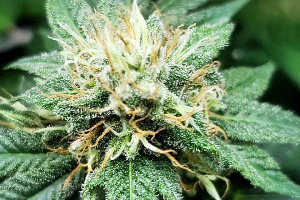 Dia da Cannabis Medicinal em Goiânia
