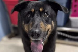 Tutores entregaram animal ao abrigo depois que ele montou em outro cão. Donos abandonam cachorro por acharem que ele é gay, nos EUA