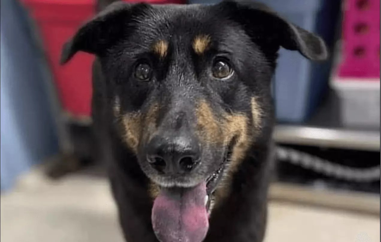 Tutores entregaram animal ao abrigo depois que ele montou em outro cão. Donos abandonam cachorro por acharem que ele é gay, nos EUA